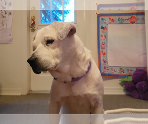 Labrador Retriever-Unknown Mix Dogs for adoption in  Gainesville, FL, USA