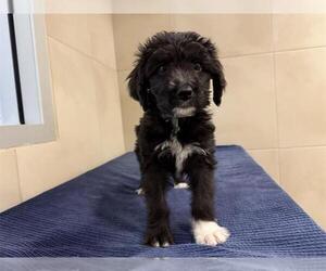 Mutt Dogs for adoption in Redwood City, CA, USA
