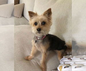 Silkese Dogs for adoption in Agoura Hills, CA, USA