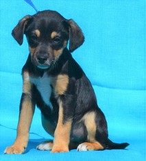 Medium Photo #1 Meagle Puppy For Sale in Mukwonago, WI, USA