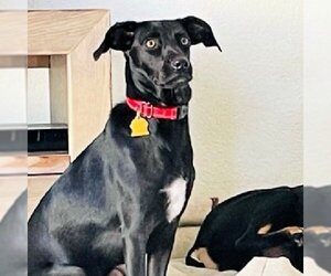 Mutt Dogs for adoption in Sunnyvale, CA, USA