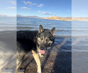German Shepherd Dog-Unknown Mix Dogs for adoption in Las Vegas, NV, USA