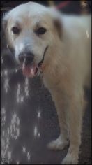 Great Pyrenees Dogs for adoption in Spring, TX, USA