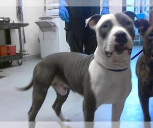 American Pit Bull Terrier Dogs for adoption in Fayetteville, NC, USA