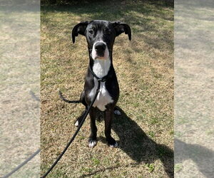 Great Dane Dogs for adoption in Bullard, TX, USA