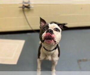 American Staffordshire Terrier-Unknown Mix Dogs for adoption in Denver, CO, USA