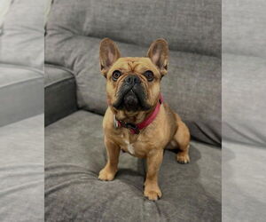French Bulldog Dogs for adoption in Las Vegas, NV, USA