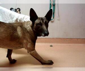 Mutt Dogs for adoption in Martinez, CA, USA