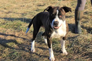 American Pit Bull Terrier-Unknown Mix Dogs for adoption in Erwin , TN, USA