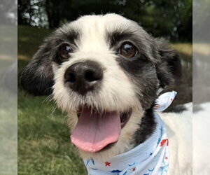 Lhasa Apso-Parson Russell Terrier Mix Dogs for adoption in Arlington, VA, USA