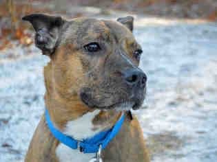 American Boston Bull Terrier Dogs for adoption in Pittsburgh, PA, USA