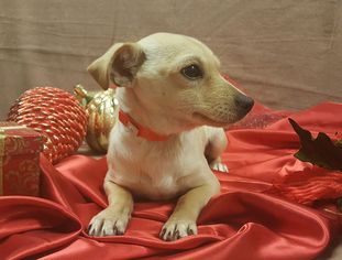 Medium Photo #52 Chihuahua-Unknown Mix Puppy For Sale in Modesto, CA, USA