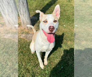 Huskies -Unknown Mix Dogs for adoption in La Porte, IN, USA