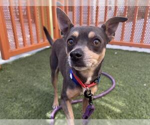Chihuahua-Unknown Mix Dogs for adoption in Las Vegas, NV, USA