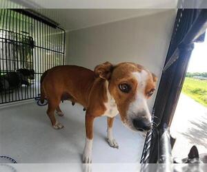 Chihuahua-Unknown Mix Dogs for adoption in Houston, TX, USA