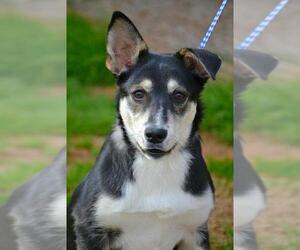 Mutt Dogs for adoption in Tuscumbia, AL, USA