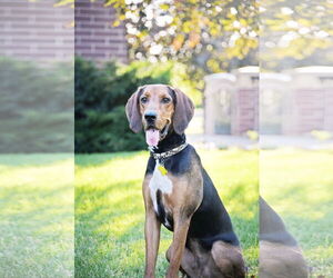 Mutt Dogs for adoption in Sandy, UT, USA