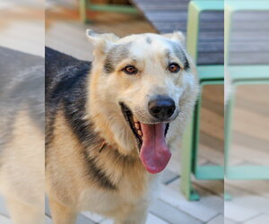 Gerberian Shepsky Dogs for adoption in Brighton, CO, USA