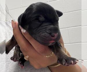 Black Mouth Cur-Unknown Mix Dogs for adoption in Salisbury, NC, USA