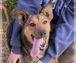 German Shepherd Dog-Unknown Mix Dogs for adoption in Anniston, AL, USA