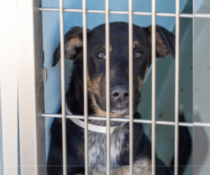 German Shepherd Dog Dogs for adoption in Pasadena, CA, USA