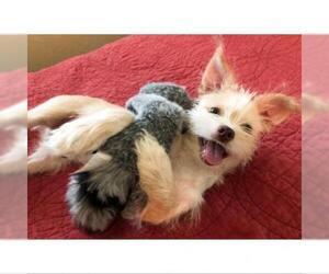 Norfolk Terrier Dogs for adoption in Austin, TX, USA