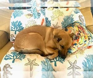 Mastador Dogs for adoption in CHANDLER, AZ, USA