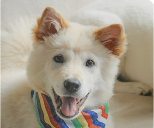 Mutt Dogs for adoption in San Ramon, CA, USA