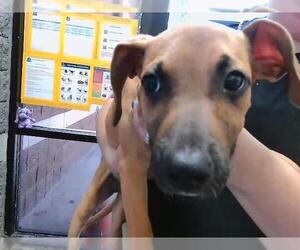 German Shepherd Dog-Unknown Mix Dogs for adoption in Tulsa, OK, USA