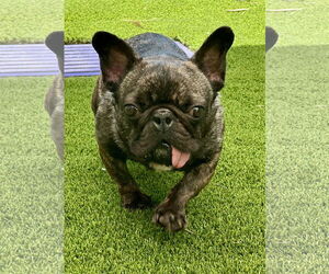 French Bulldog Dogs for adoption in Mission Viejo, CA, USA