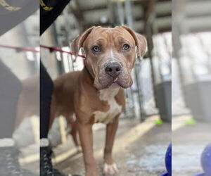 American Pit Bull Terrier-Unknown Mix Dogs for adoption in New London, WI, USA