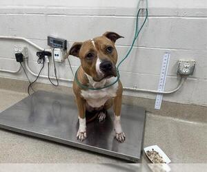 American Staffordshire Terrier-Unknown Mix Dogs for adoption in Grand Prairie, TX, USA