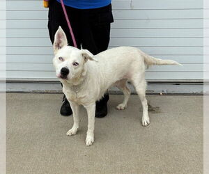 Mutt Dogs for adoption in Louisville, KY, USA