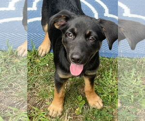 Pembroke Welsh Corgi-Unknown Mix Dogs for adoption in Wakefield, RI, USA