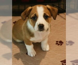 Border Terrier-Unknown Mix Dogs for adoption in Fremont, CA, USA