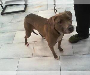 American Pit Bull Terrier Dogs for adoption in Charlotte, NC, USA