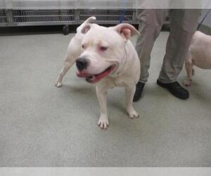 American Staffordshire Terrier Dogs for adoption in Oklahoma City, OK, USA