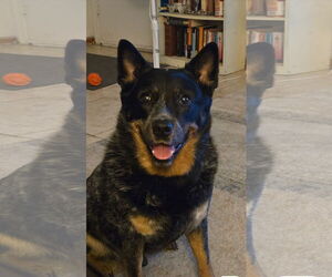 Australian Cattle Dog-Unknown Mix Dogs for adoption in Chandler, AZ, USA