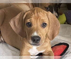 Mutt Dogs for adoption in Wheaton, IL, USA