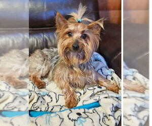 Mutt Dogs for adoption in Bon Carbo, CO, USA