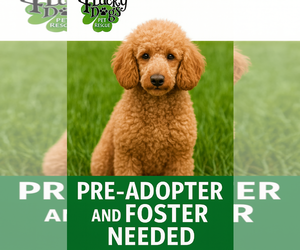 Mutt Dogs for adoption in Valrico, FL, USA