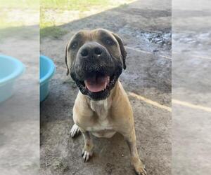 Mastiff-Unknown Mix Dogs for adoption in Riverside, CA, USA