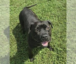 Mastiff-Unknown Mix Dogs for adoption in Decatur, IL, USA