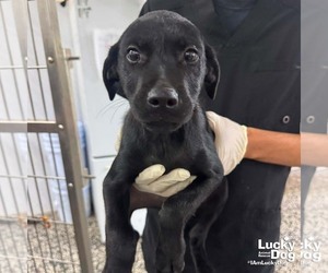 Labrador Retriever-Unknown Mix Dogs for adoption in Washington, DC, USA
