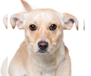 Chiweenie Dogs for adoption in West Hollywood, CA, USA