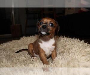 Chihuahua-Unknown Mix Dogs for adoption in The Woodlands, TX, USA