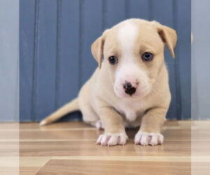 Dachshund-Unknown Mix Dogs for adoption in Lakewood, CO, USA