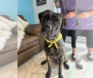 Mutt Dogs for adoption in Goodyear, AZ, USA