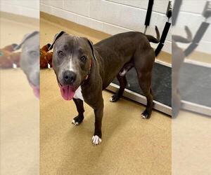 American Pit Bull Terrier Dogs for adoption in Derwood, MD, USA