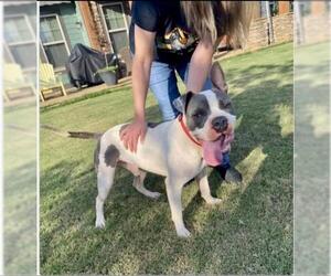 American Bulldog-Unknown Mix Dogs for adoption in Pompton Plains, NJ, USA